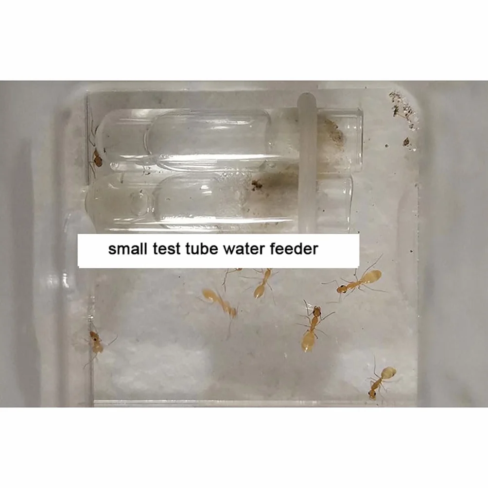 Ant Farm Mini Formicarium Nid de Fourmis en Plâtre Acrylique pour Jeune Reine et Colonie