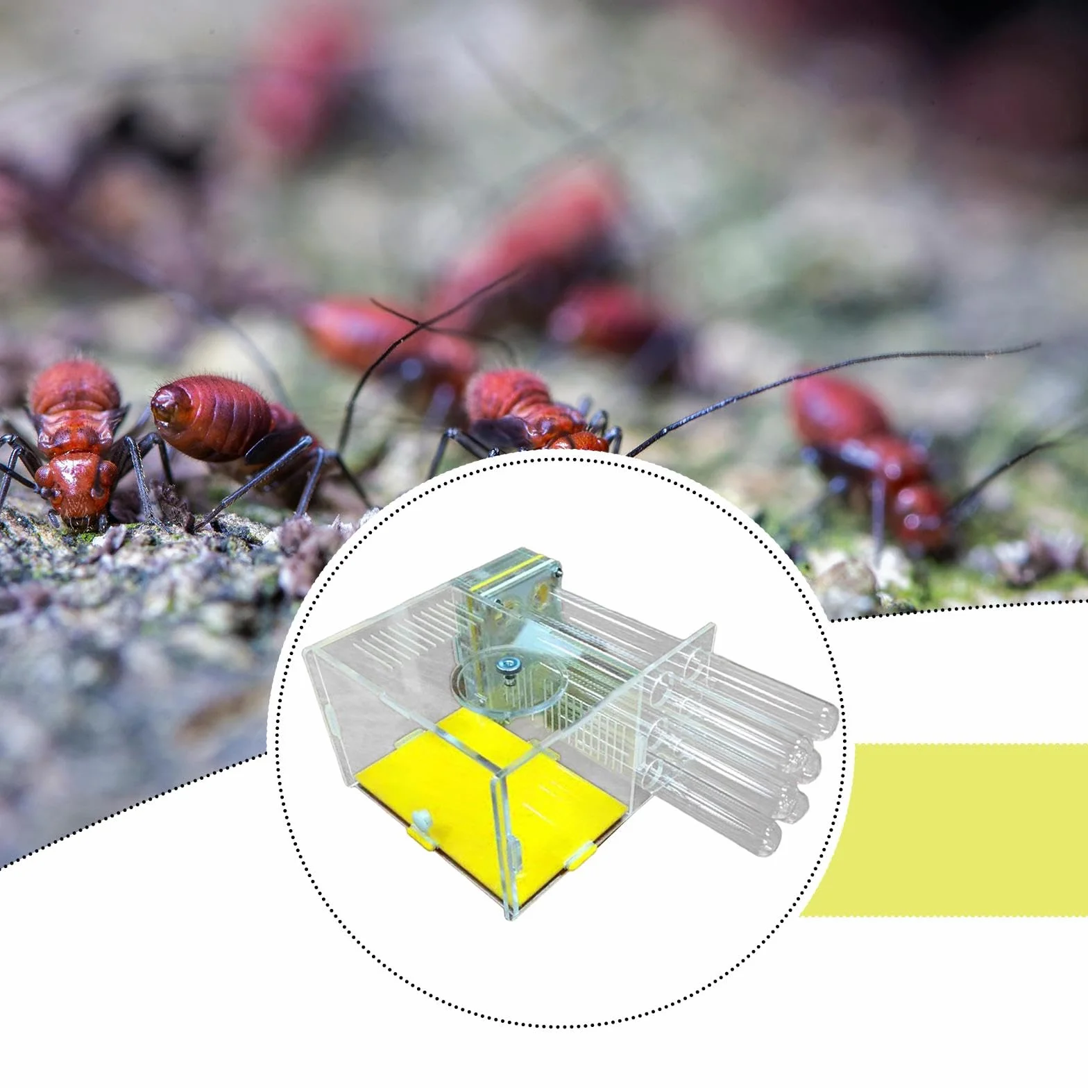 Milageto Atelier de nid de Fourmis DIY Compact Transparent Facile à Assembler Ferme château de Fourmis Habitat 1.8 Cm