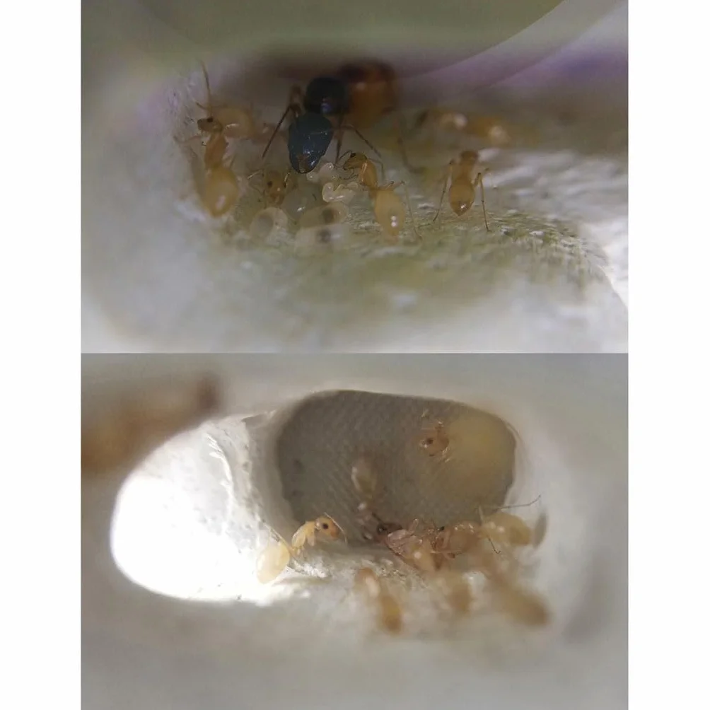 Ant Farm Mini Formicarium Nid de Fourmis en Plâtre Acrylique pour Jeune Reine et Colonie