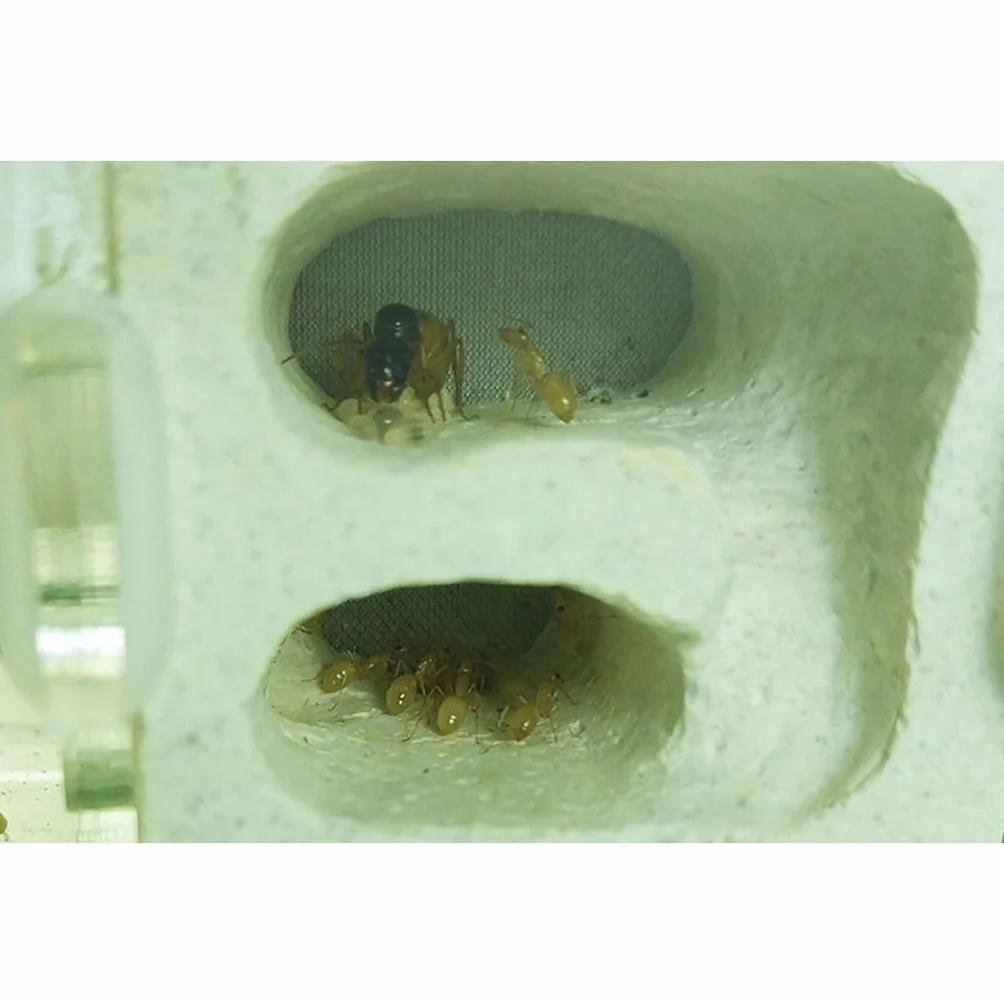 Ant Farm Mini Formicarium Nid de Fourmis en Plâtre Acrylique pour Jeune Reine et Colonie